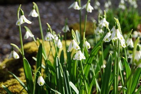 Galanthus plicatus ‘Trym’ – Morlas Plants