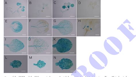 Figure 1 From Cellular And Developmental Function Of ACAP Type ARF GAP