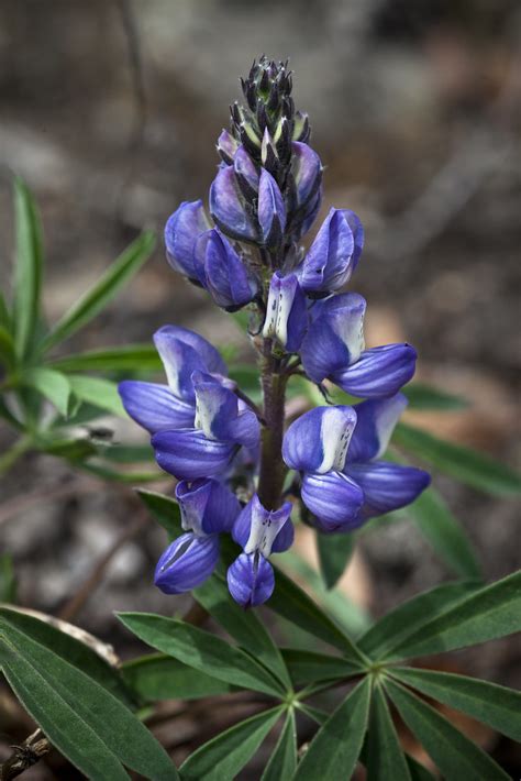 Arctic Lupine Lupinus Arcticus Nps Jacob W Frank Denali National