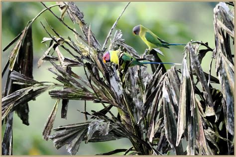 Perruche à tête prune Psittacula cyanocephala Oiseaux balades