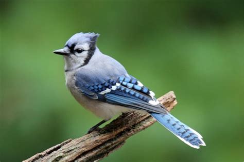 Decoding Blue Jay Sounds: Why do blue jays squawk?