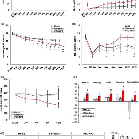 Behavioural Tests Following Transplantation Of HiPSCNPCs Into MCAo