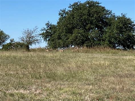 timber company hunting leases in texas 1
