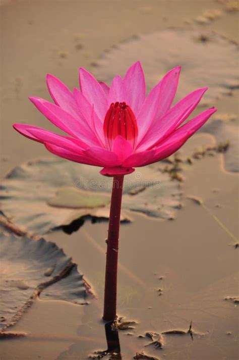 Flor Da Flor De Lotus No Nascer Do Sol Foto De Stock Imagem De