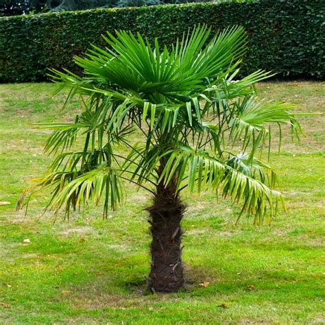 Windmill Palm Trees For Sale