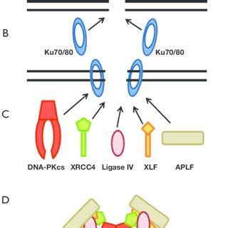 Dna End Recognition And Stabilization Of The Core Nhej Factors A Dna