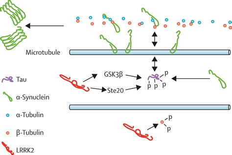 Pathological Roles Of α Synuclein In Neurological Disorders The