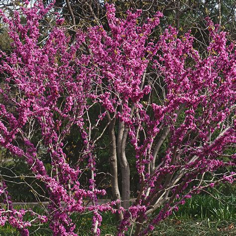 Cercis Chinensis ‘don Egolf Kiefer Nursery Trees Shrubs Perennials