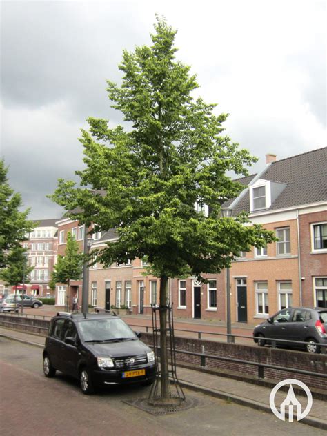 Tilia Cordata Rancho Winter Lime Tree Boomkwekerijen M Van Den