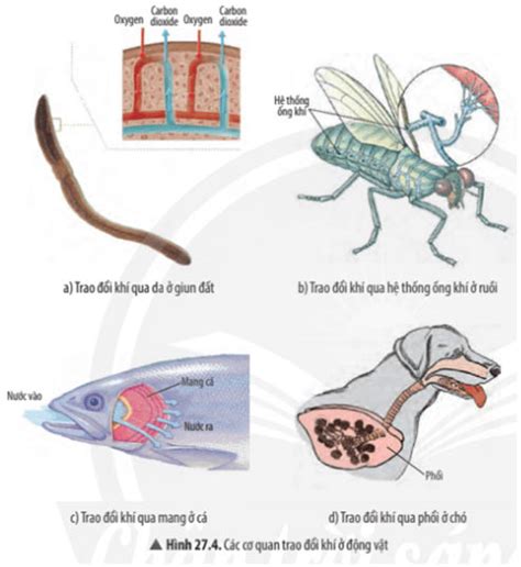 Trao đổi khí ở sinh vật KHTN 7 Chân trời sáng tạo