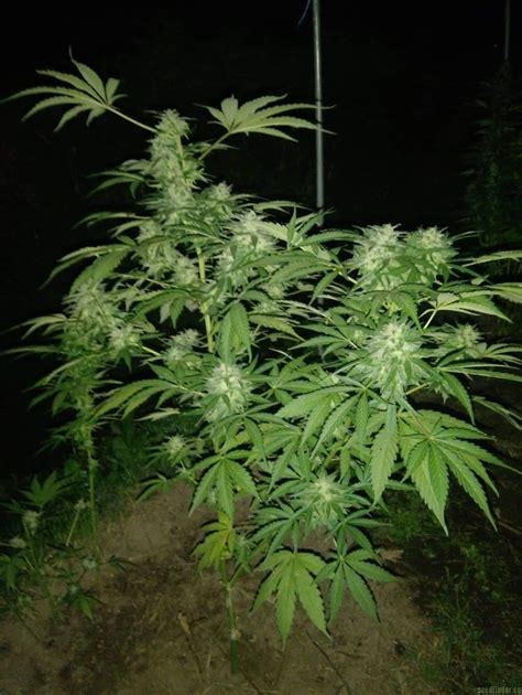 Strain-Gallery: Do Si Dos Cookies (00 Seeds Bank) PIC ...