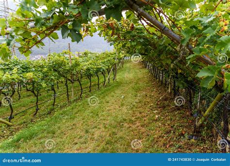 Vineyards on the Mountainside during the Fall Stock Photo - Image of ...