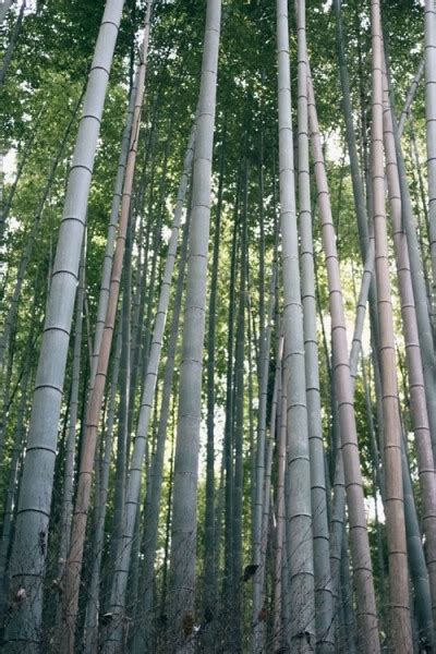 Growing The Henon Giant Gray Bamboo Phyllostachys Nigra Perennial