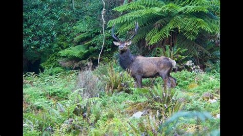 Part 1 Fiordland Nz Wapiti Ballot Block George River 1st Period