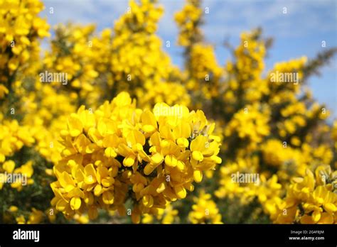 Yellow Blooming Broom Genista On The Beach Near Brodick Isle Of