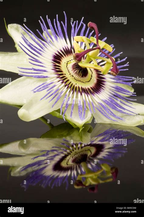 Passiflora caerula fotografías e imágenes de alta resolución Alamy