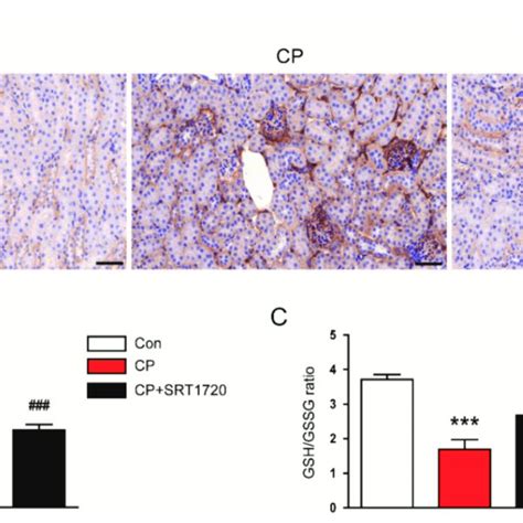 Effects Of SRT1720 On Renal Oxidative Damage In Mice Treated With