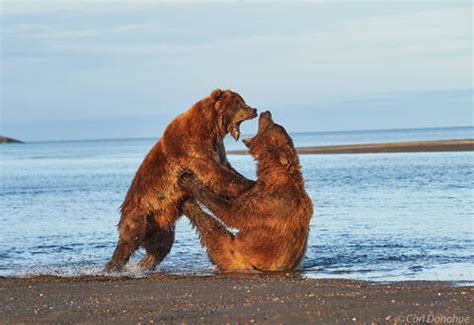 Bears fighting photos | Carl Donohue Photography