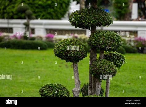 Diversas Plantas Y Rboles En El Parque Plantas Ornamentales Para La