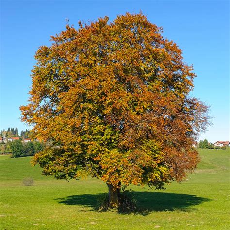 Rotbuche Heckenpflanzen Samen Fagus Sylvatica Balkon Pflanze