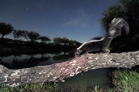 Are predators born fearing skunks?