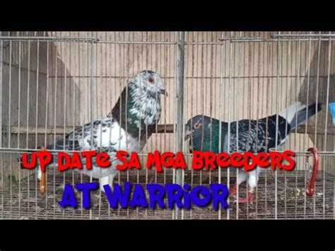 Update Sa Breeders At Warriors YouTube