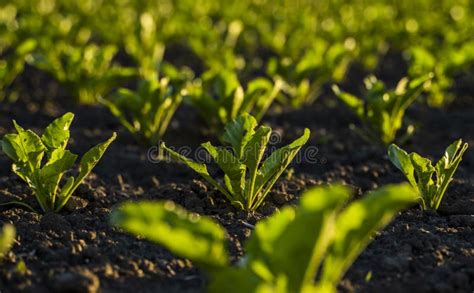 Closeup Of Young Sugar Beet Plants In Converging Long Lines Growing In