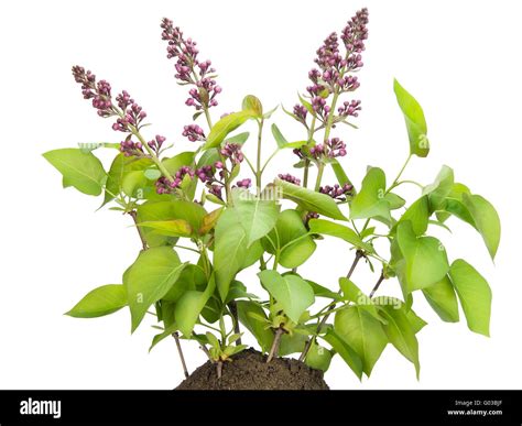 small bush   lilac  buds   bed stock photo alamy
