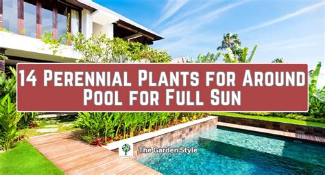 14 Perennial Plants for Around Pool for Full Sun - The Garden Style