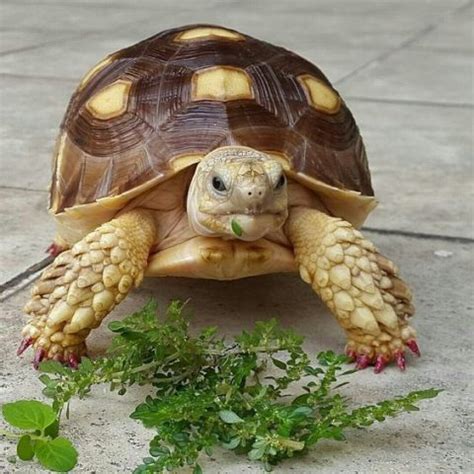 Dónde tener a una tortuga en casa