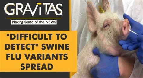 swine flu variants News - Latest swine flu variants News, Breaking ...