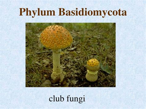 Ppt Kingdom Fungi Powerpoint Presentation Free Download Id1760747