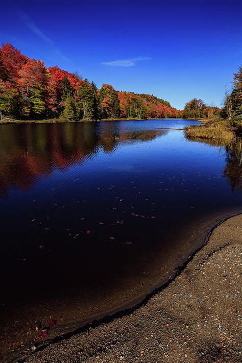 Bald Mountain Pond Shoreline Photograph By David Patterson Fine Art