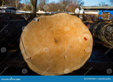 Maple Log Lying On The Ground Stock Image Image Of Lumber Shape