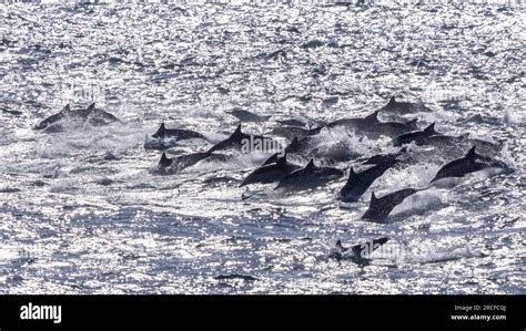 Common dolphin pod, Delphinus delphis, leaping in the San Jose Channel, Baja California Sur ...