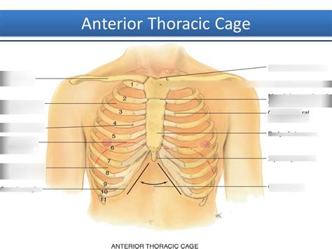 Lungs Behind Ribs Lung Thorax Assessment Flashcards Quizlet Hot Sex