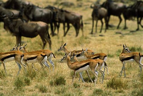 Herd of Thomson`s Gazelle Eudorcas Thomsonii in Serengeti National Park ...