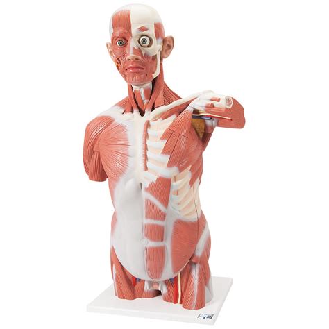 Torso Con M Sculos De Tama O Natural Partes B Smart Anatomy