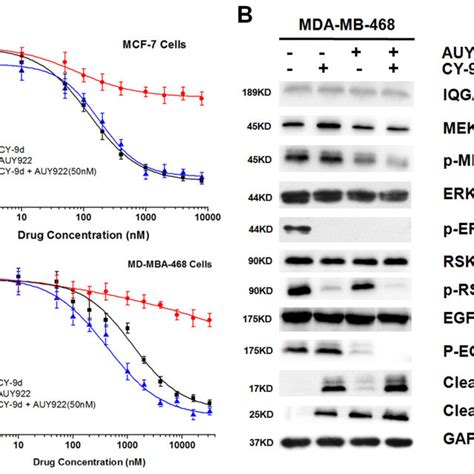 Cy 9d And Auy922 Synergize In Inducing Apoptosis A Synergistic