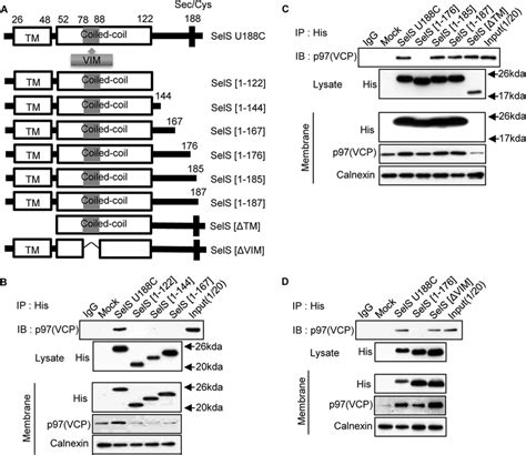 Interaction Between Sels Mutants And P Vcp A Schematic