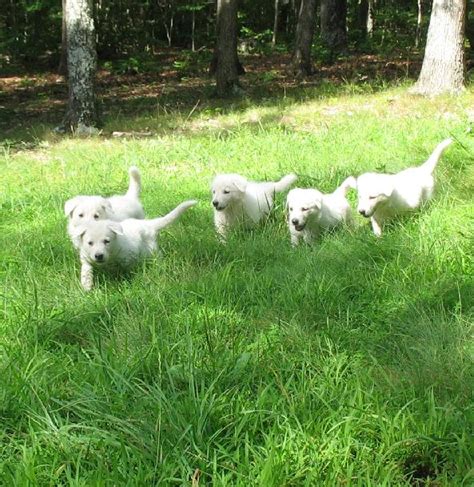 White German Shepherd Puppies 7 Weeks Old 2 Gunther White German