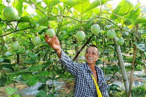 贵州榕江：百香果种植助农增收 人民图片网