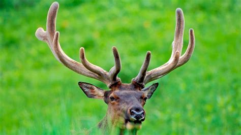 Quelle est la différence entre Renne Cerf Chevreuil et Élan