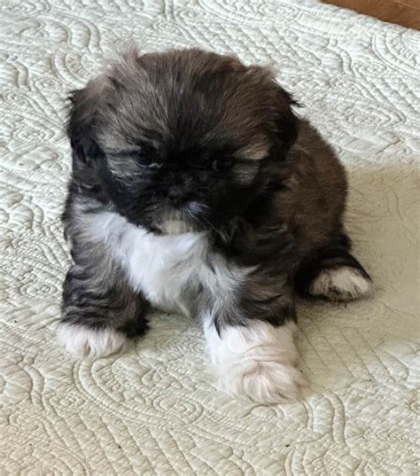 Shih Tzu Puppies For Sale In Washington