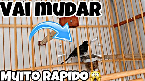 Como Fazer Seu Passaro Fazer Muda De Penas Mais Rapido Mano Tom Youtube