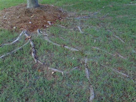 Root System Of A Japanese Maple