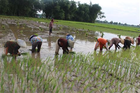 Cara Menanam Padi Yang Baik Agar Memperoleh Hasil Yang Memuaskan