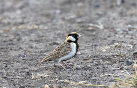 Bird Of The Day Fischers Sparrow Lark Organikos