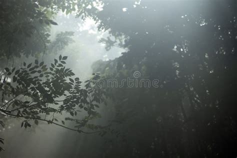 Fondo Natural De Los Rayos Solares a Través De Los árboles En El Bosque