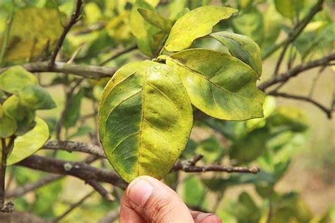 How To Identify Prevent Citrus Greening Hlb Gardeners Path